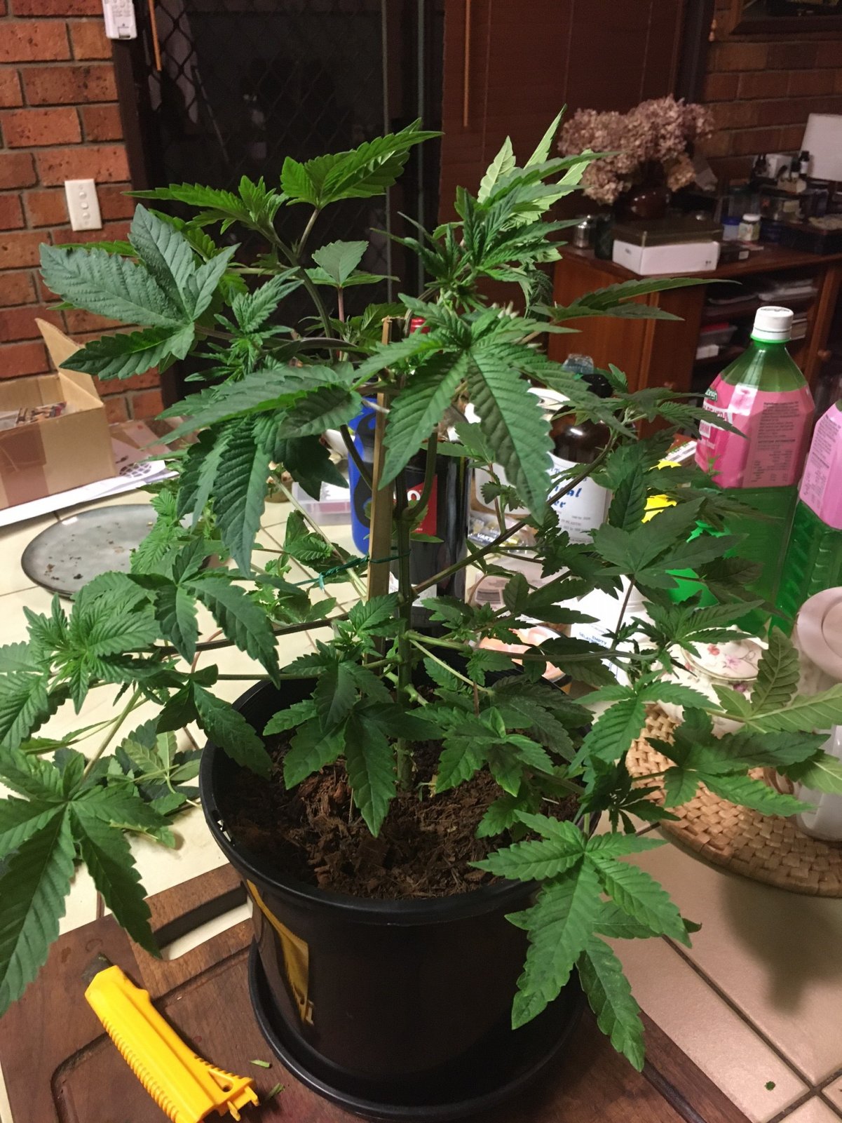 Indica Plant1_Day21 1.JPG