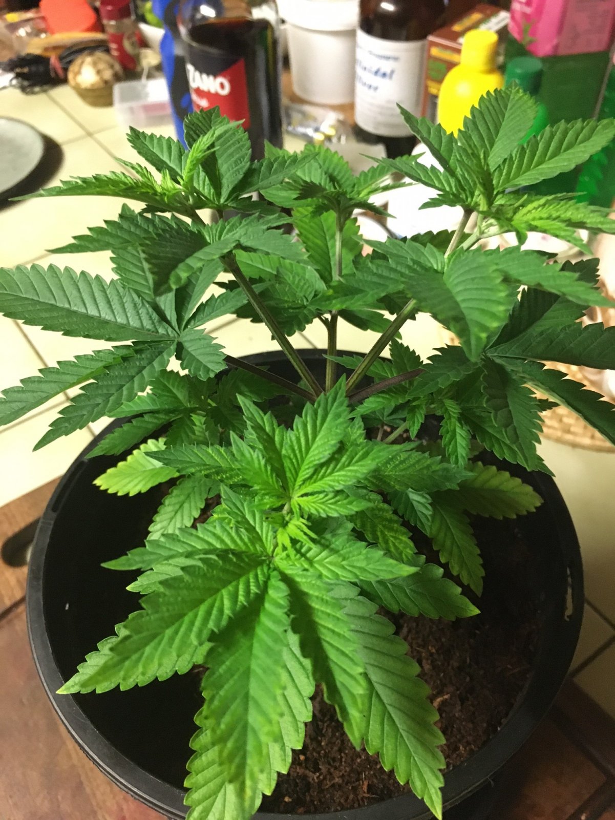 Indica Plant1_Day21 4.JPG