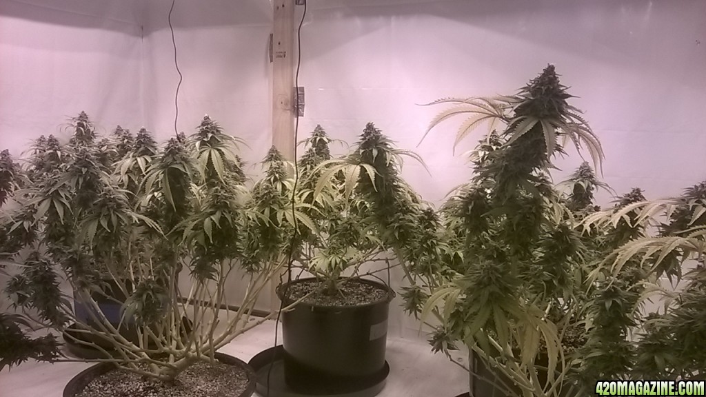 Indica side of room day 48