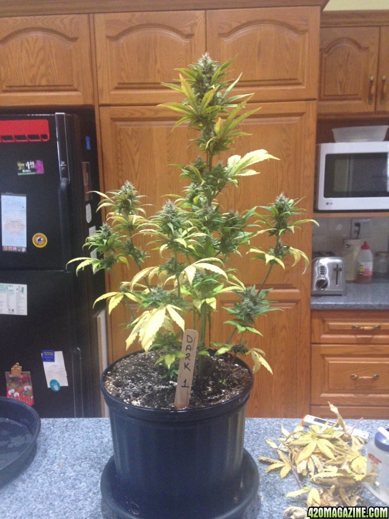 Indoor Auto Grow