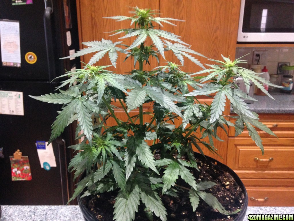 Indoor Auto Grow