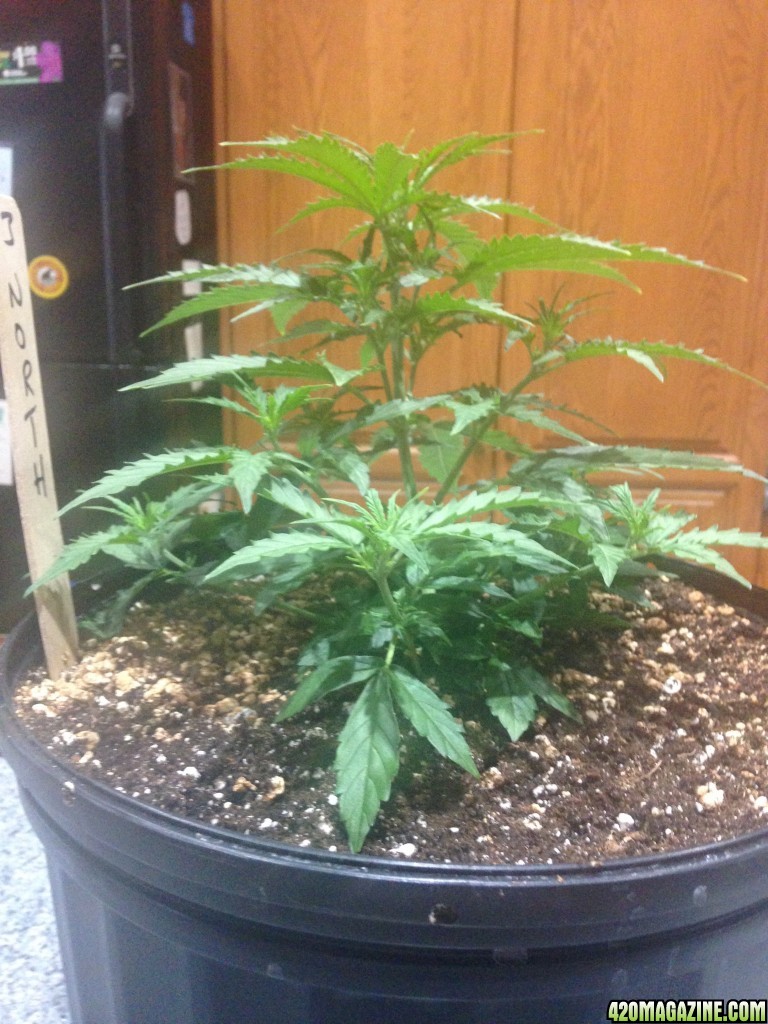 Indoor Auto Grow