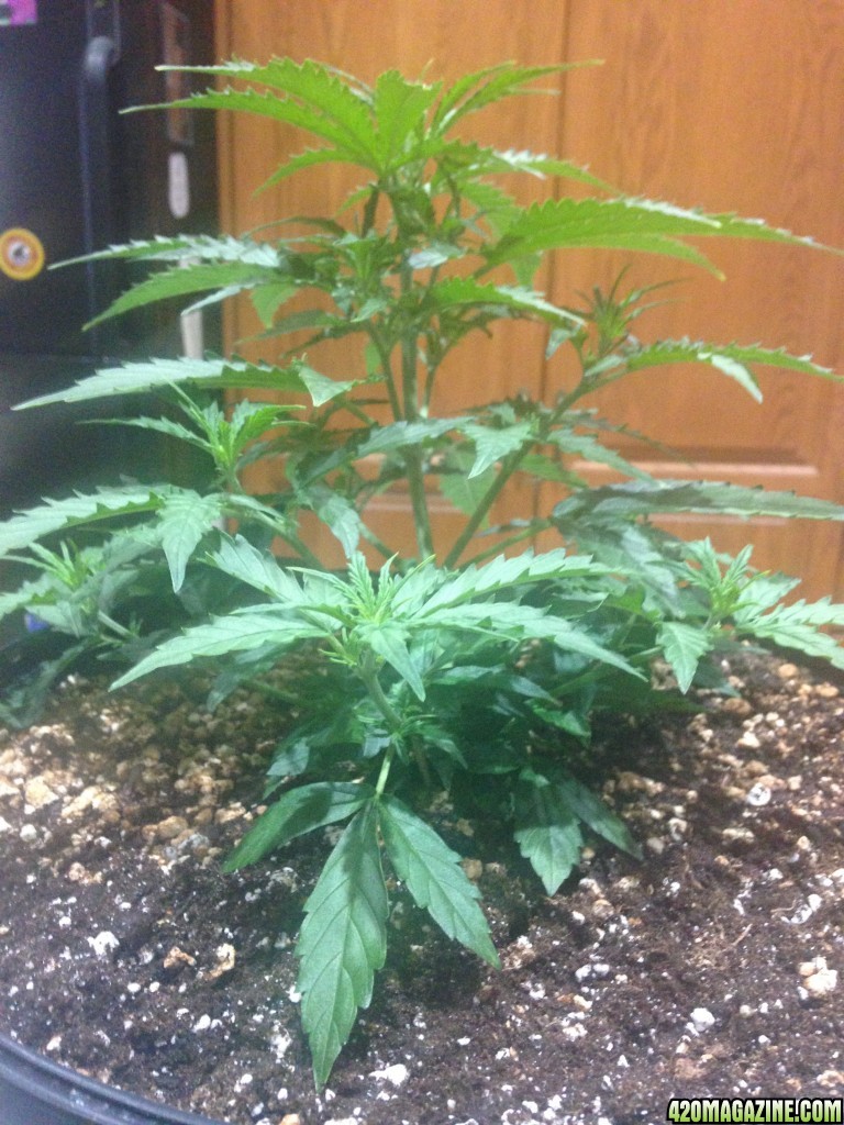 Indoor Auto Grow