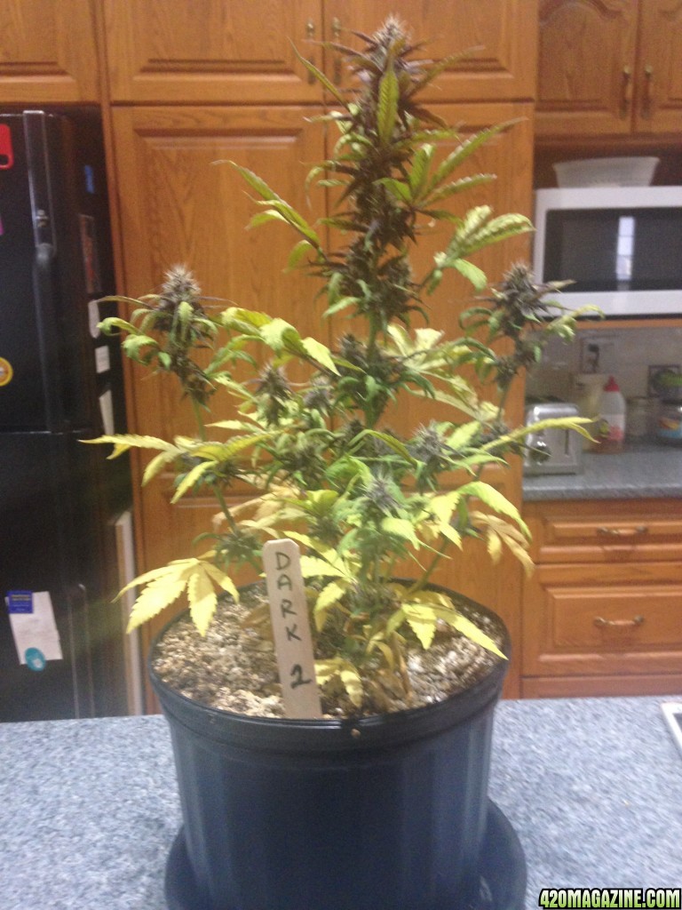 Indoor Auto Grow