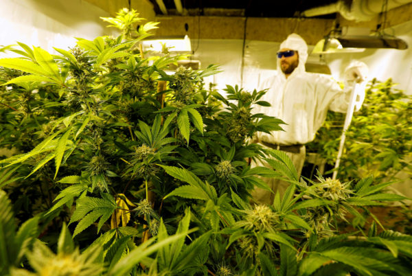 Indoor Cannabis Grow - Reuters