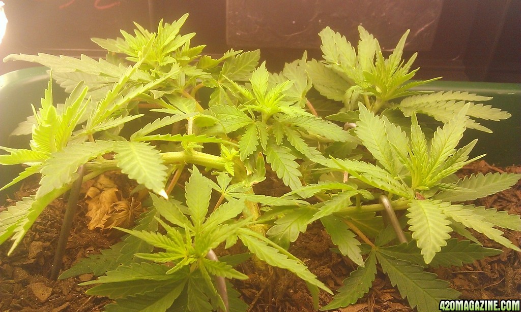 indoor cfl lst in flower