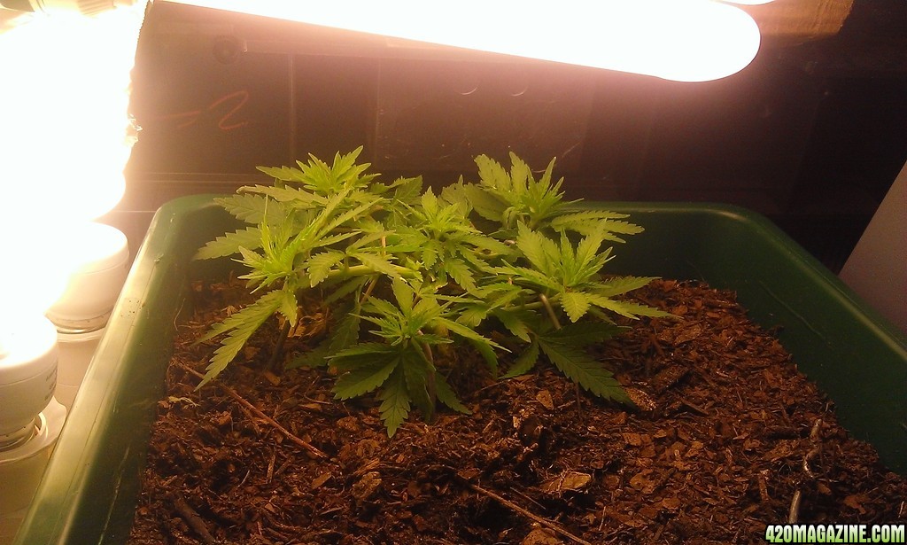 indoor cfl lst in flower