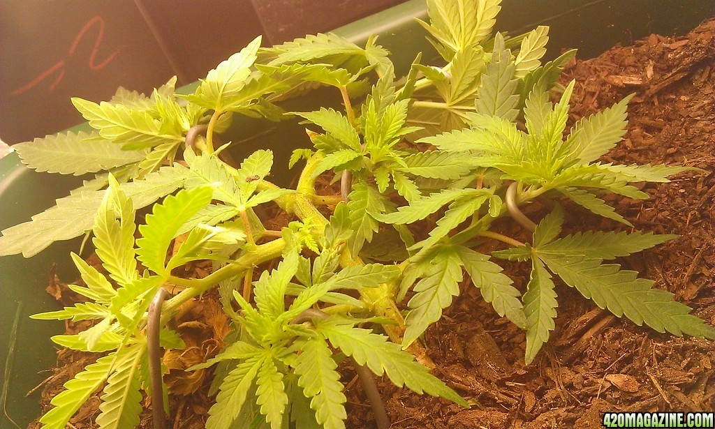 indoor cfl lst in flower