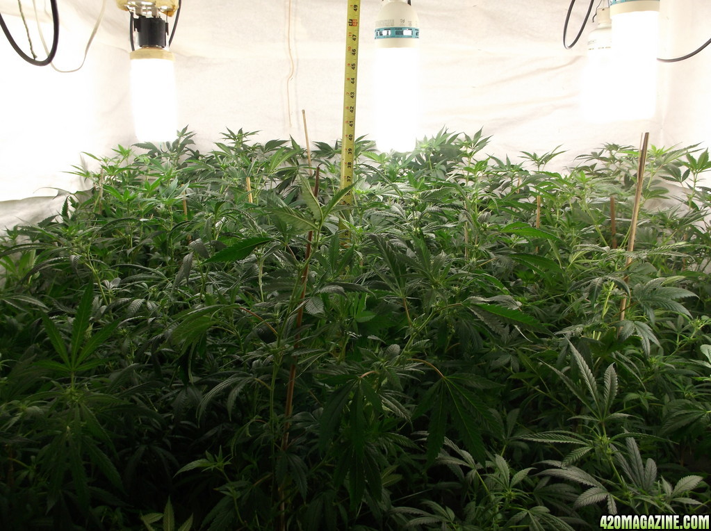 Indoor Grow 2014