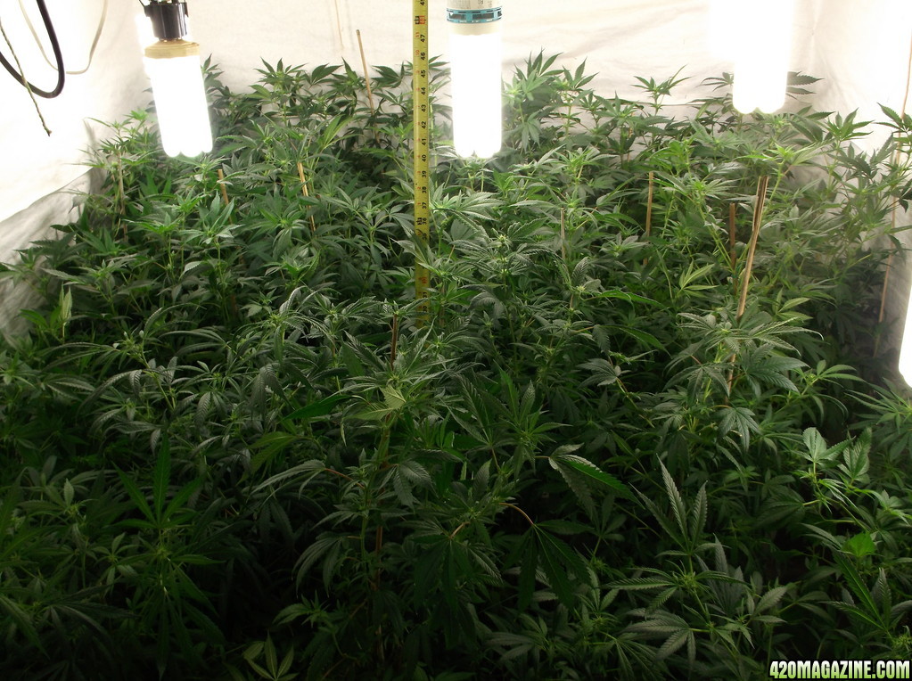 Indoor Grow 2014