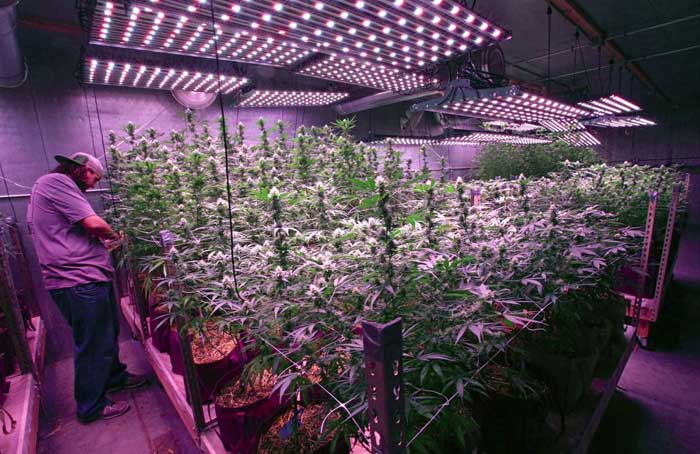 Indoor Grow - Eric Engman