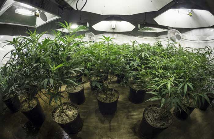 Indoor Grow - Getty Images