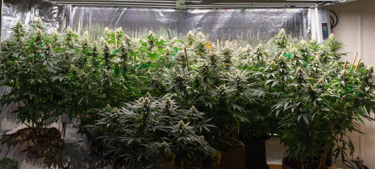 Indoor Grow Panorama-1.jpg