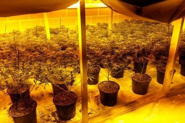 Indoor Grow - Redcar Town NPT