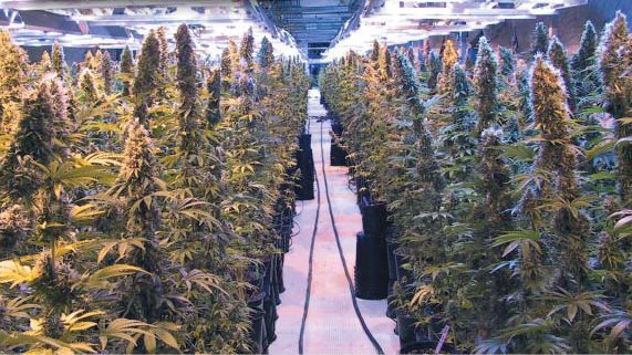 indoor grow room