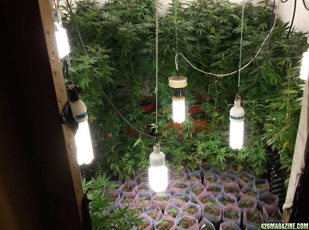 Indoor grow room