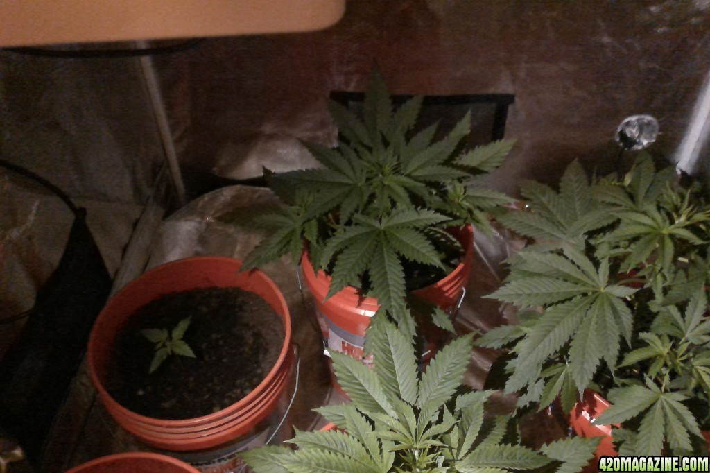 Indoor grow