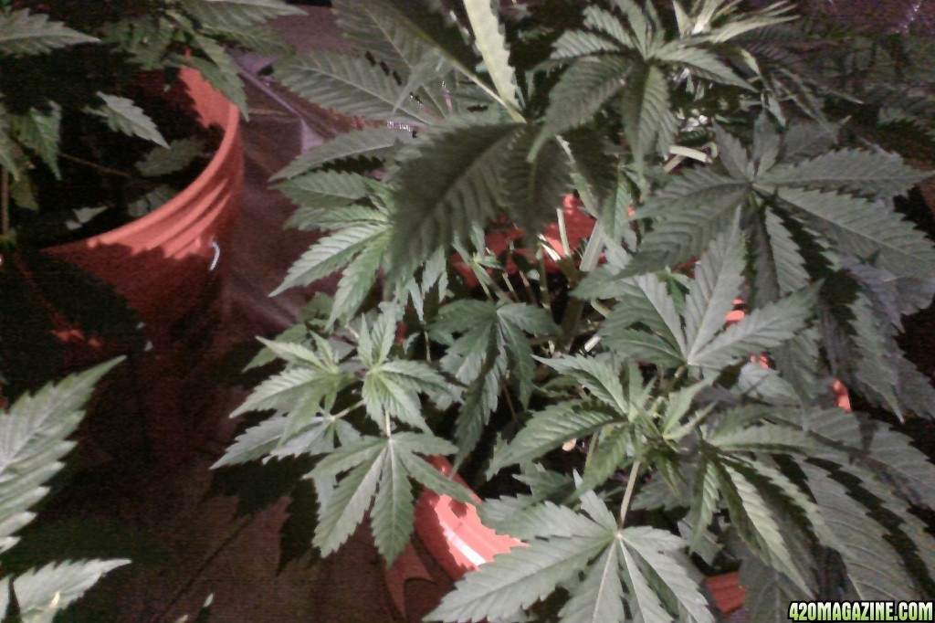 Indoor grow