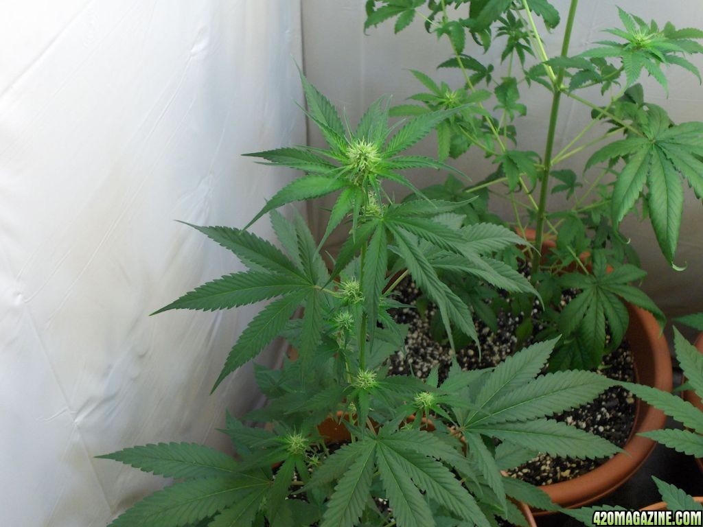 Indoor grow