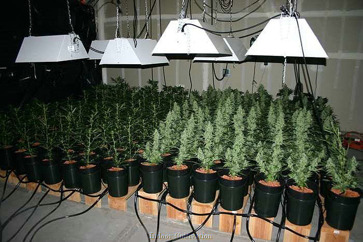 indoor grow