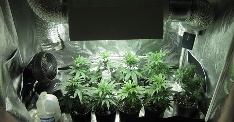 indoor grow