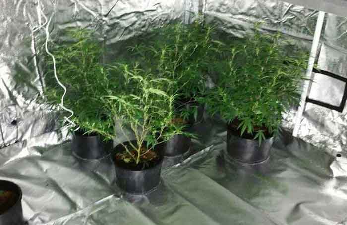 Indoor Grow2 - Merseyside Police