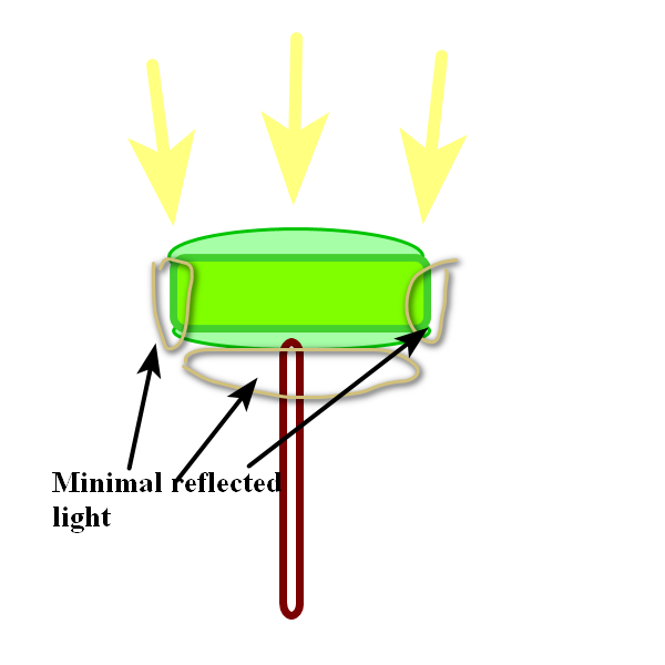 indoor lollipop.jpg