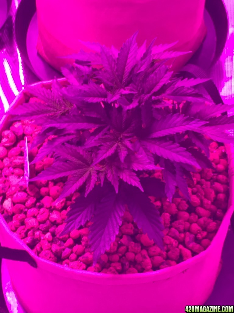 Indoor organic supersoil grow