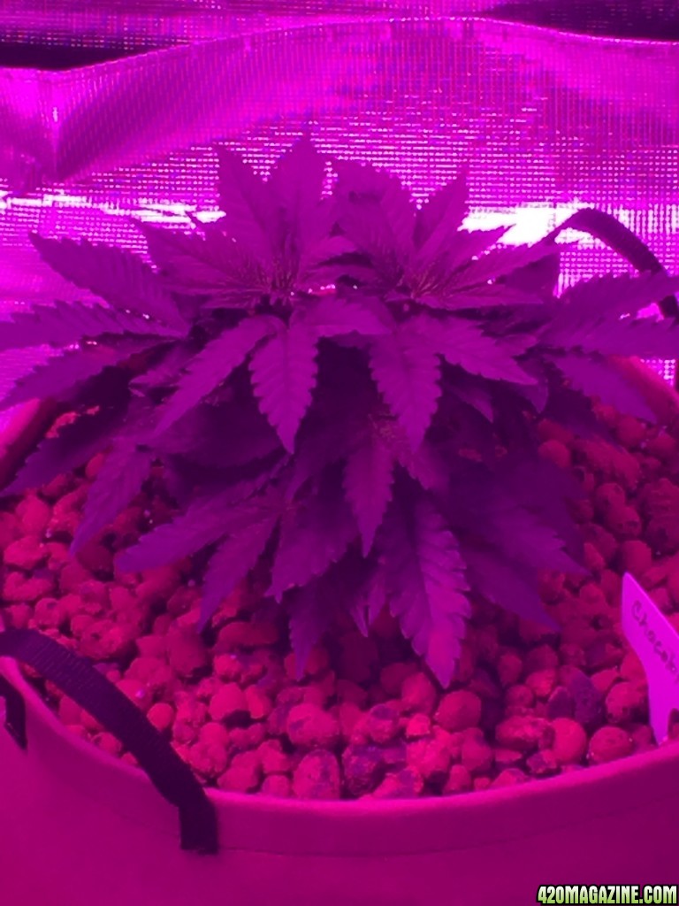 Indoor organic supersoil grow