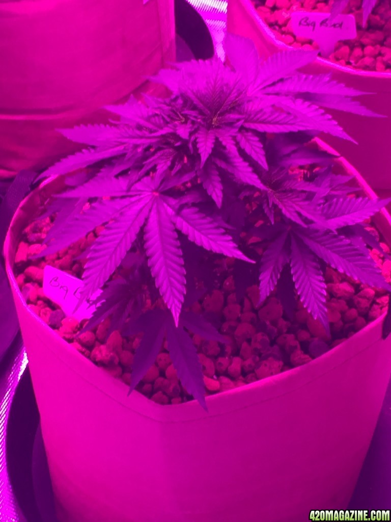 Indoor organic supersoil grow