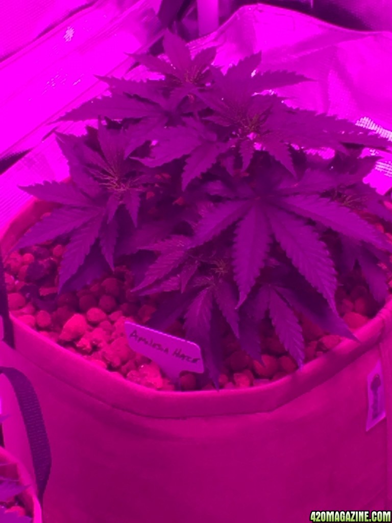 Indoor organic supersoil grow