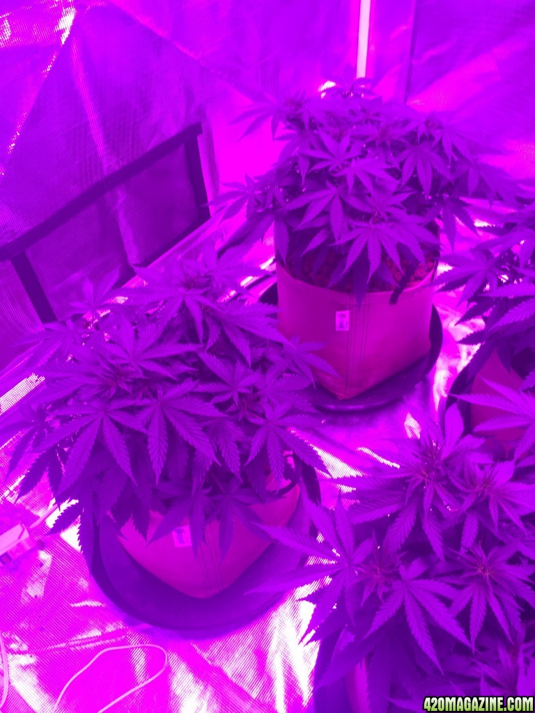 Indoor organic supersoil grow