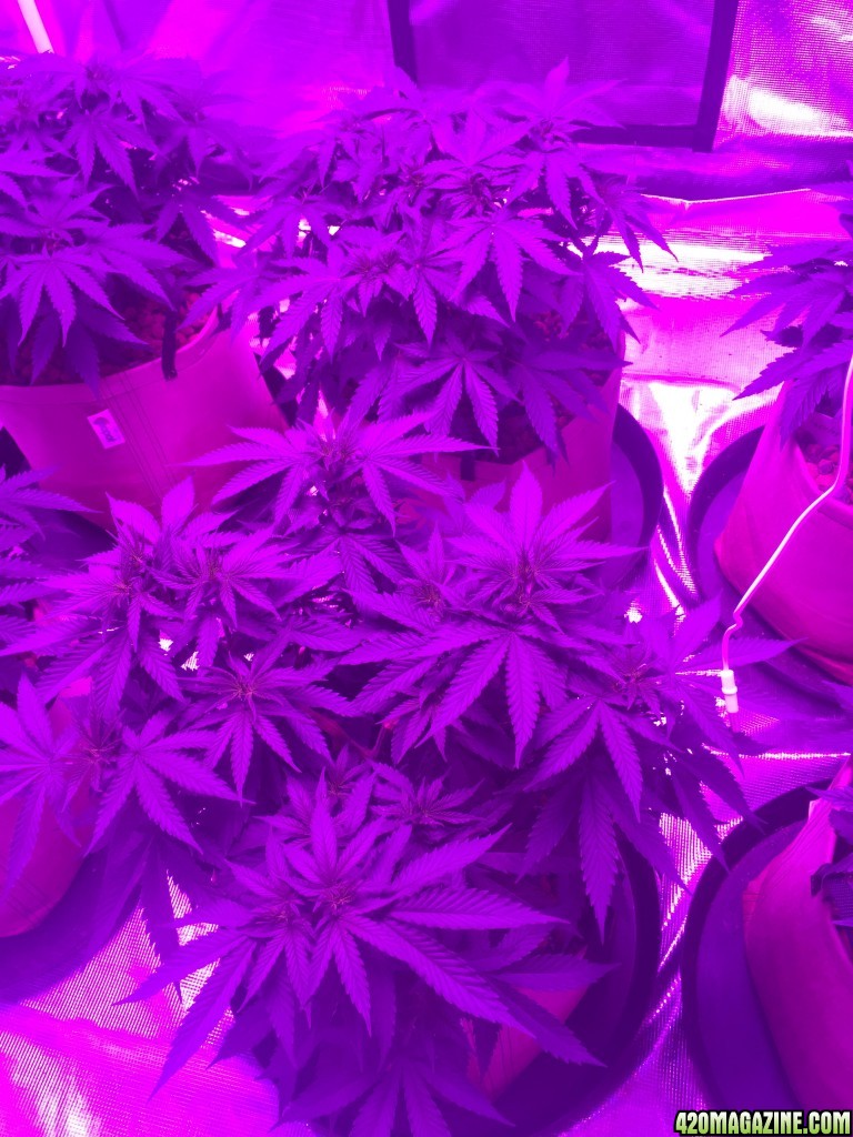 Indoor organic supersoil grow