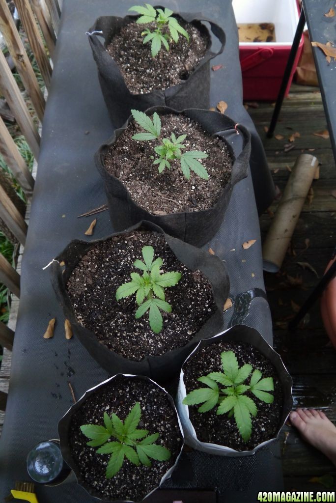 indoor plants go on a field trip!