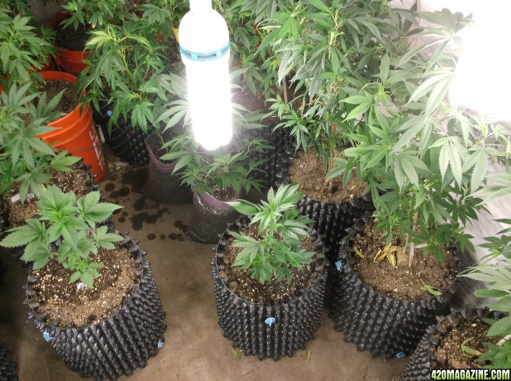 Indoor Veg, Clone,and Seedling