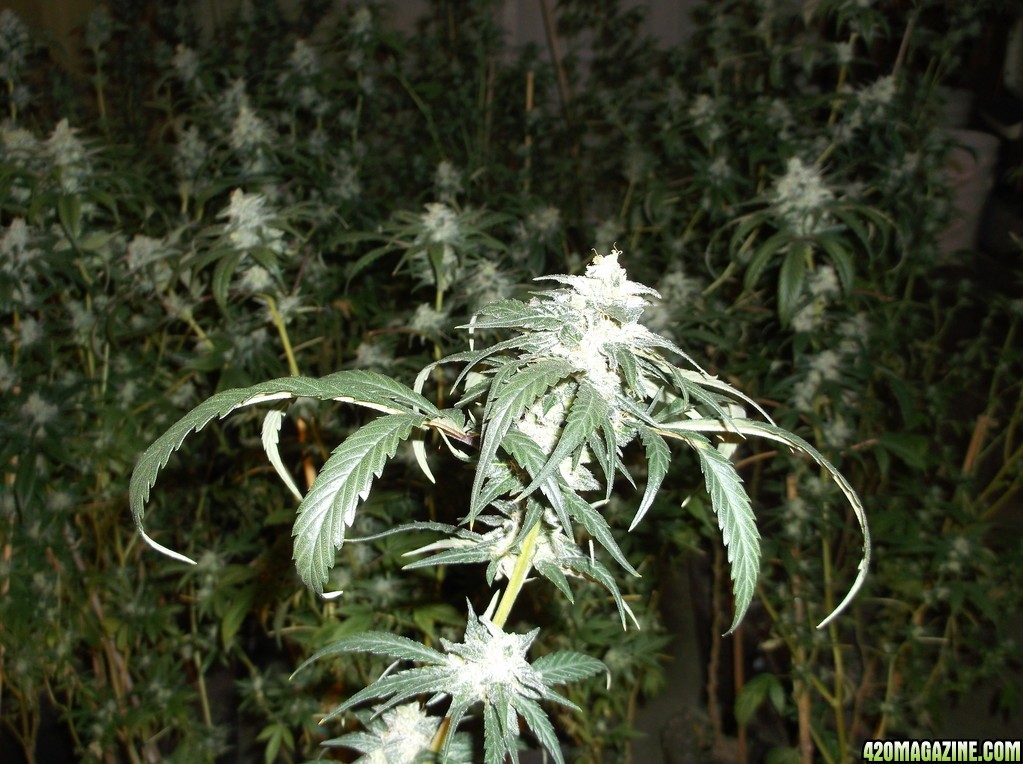 indoor_grow_041_1_