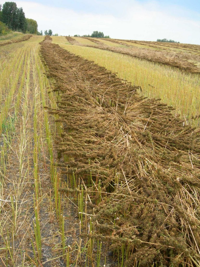 Industrial Hemp Field