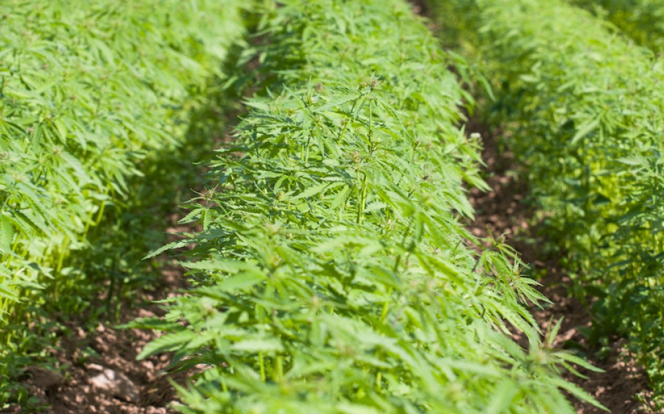 Industrial Hemp - Getty