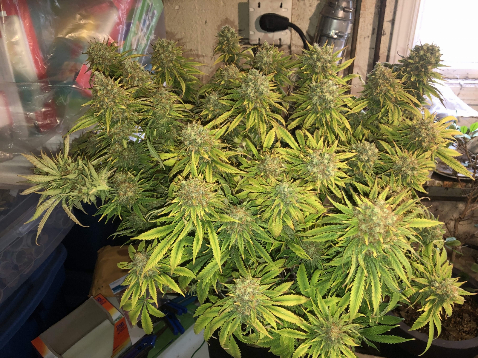 indy-grow-journal-by-ehcndgrowerg13-labsblue-cindy.jpg