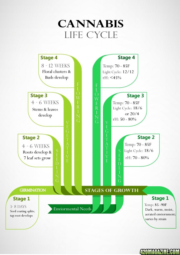 Infographic-- Cannabis: Growth Stages &amp; Ideal Environments