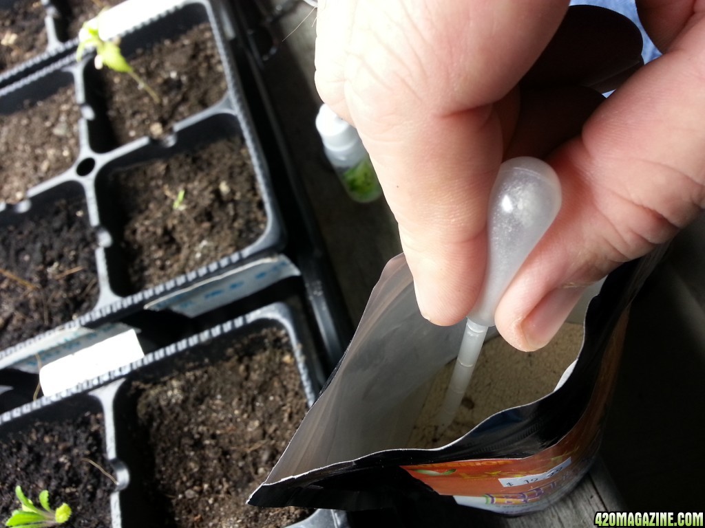 injecting powdered Mycorrhizae