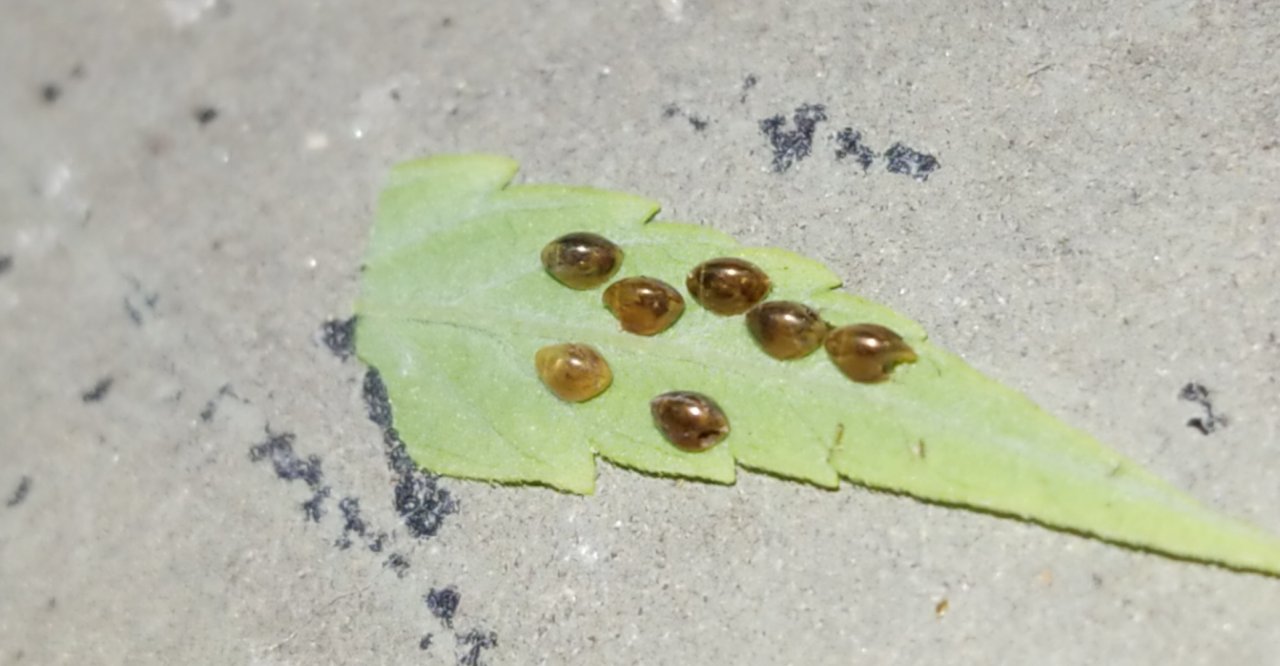 insect eggs