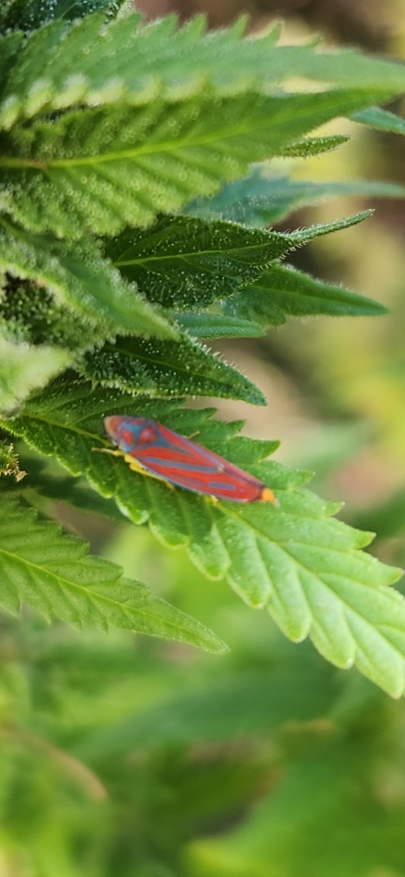 Insect on Blk Flo bud