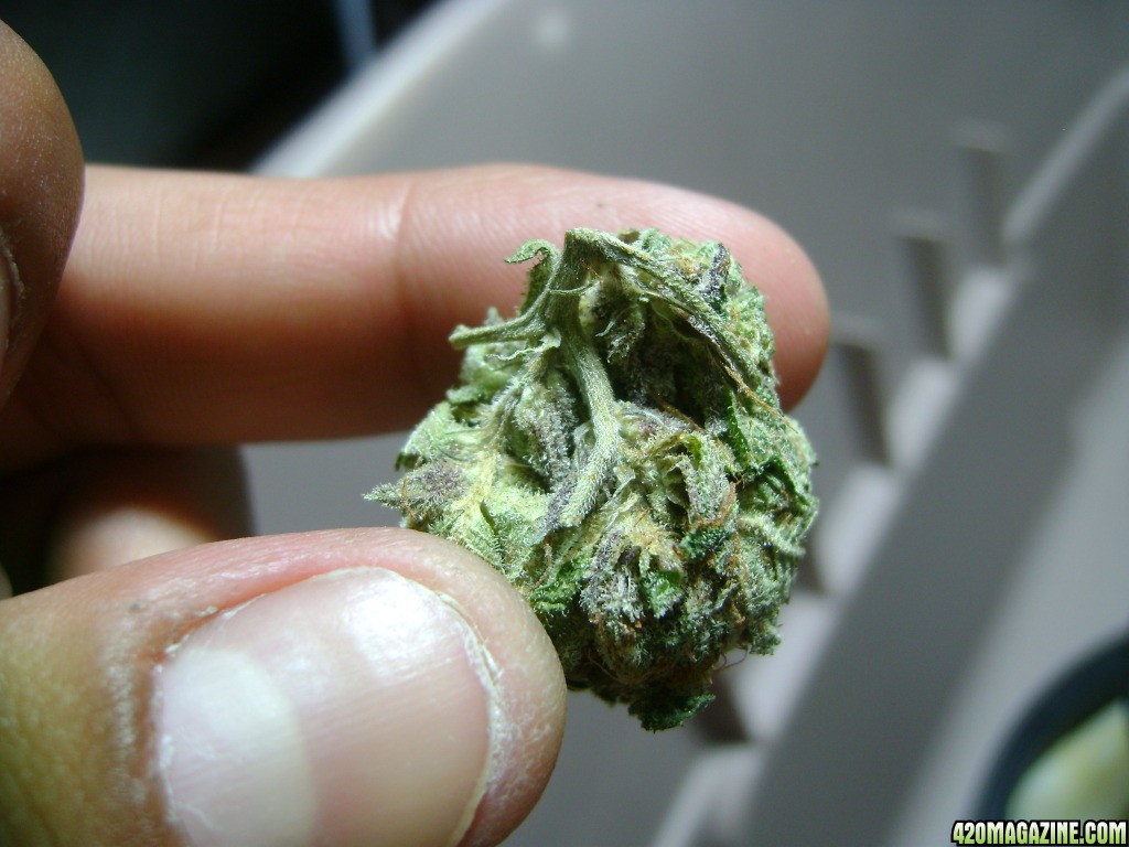 Inside picture of Rainbow Kush