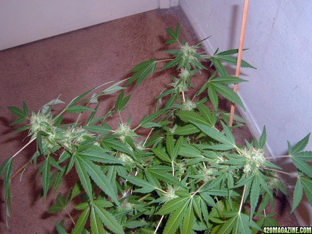 Is it too early to harvest? In the next two weeks...