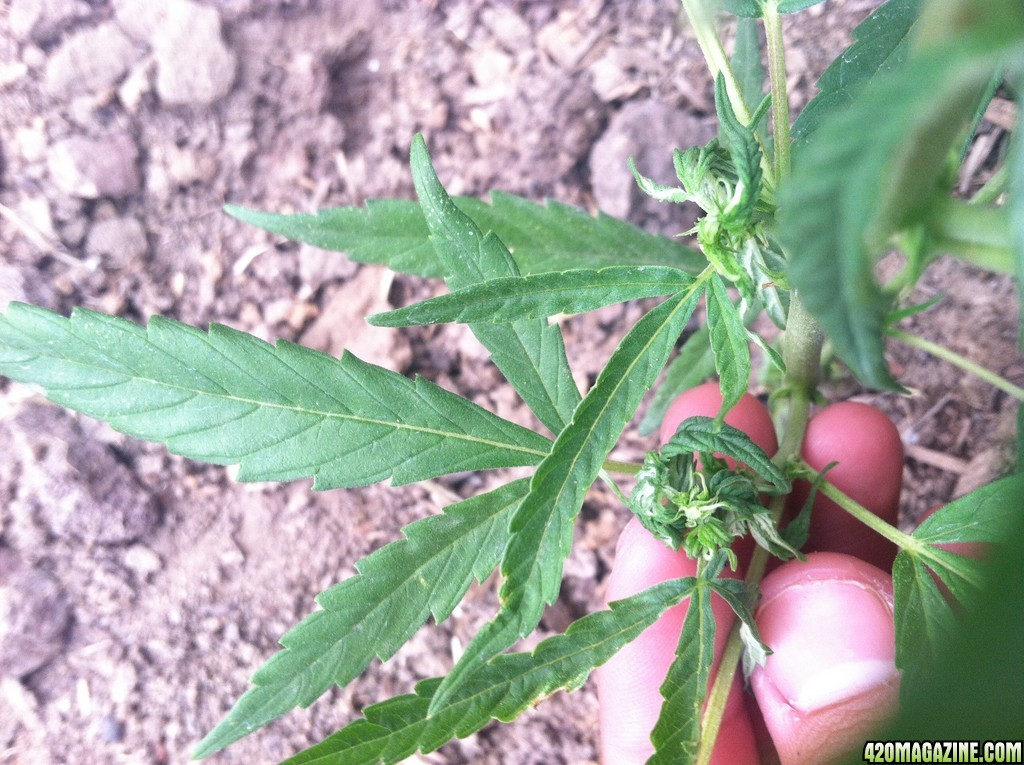 Is my cannabis plant flowering its only a foot tall?