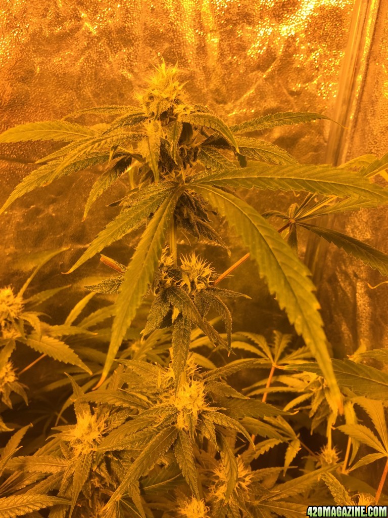 IslandGrower420 - Crop King