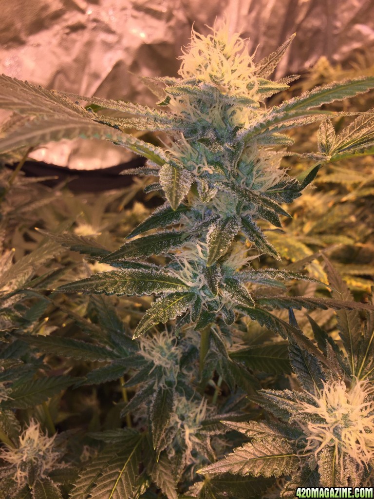 IslandGrower420 - Crop King