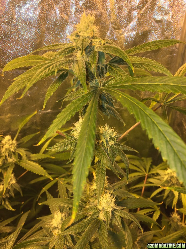 IslandGrower420 - Crop King