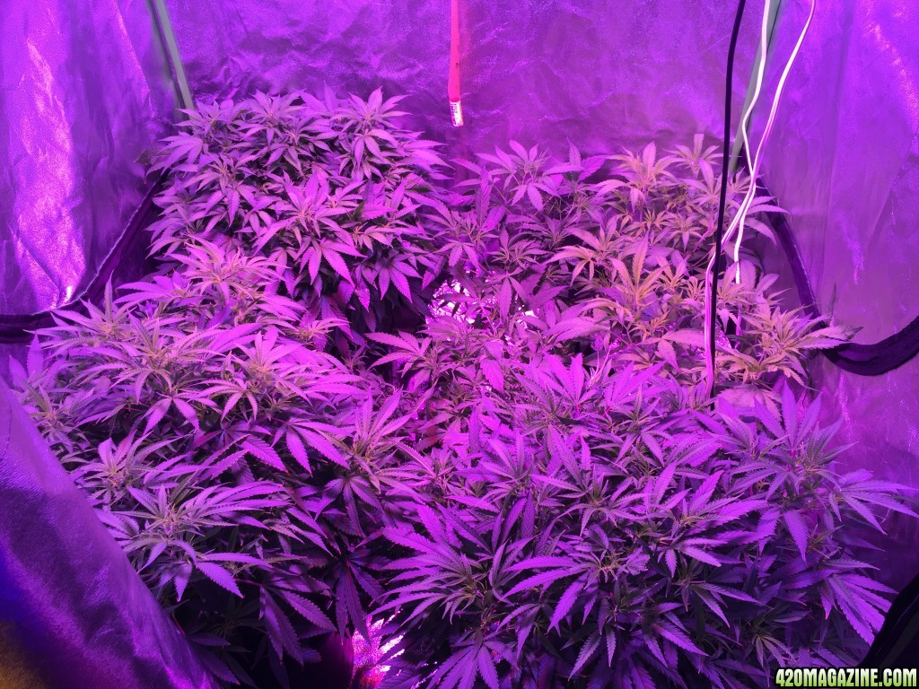 IslandGrower420 - Crop King